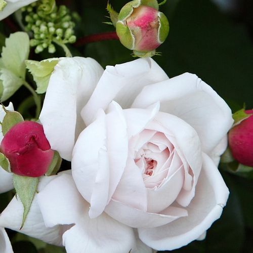 Rosa  Constanze Mozart® - różowy  - Róże pienne - z kwiatami róży angielskiej - korona krzaczasta